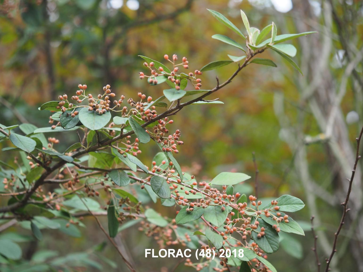 Cotoneaster, Late